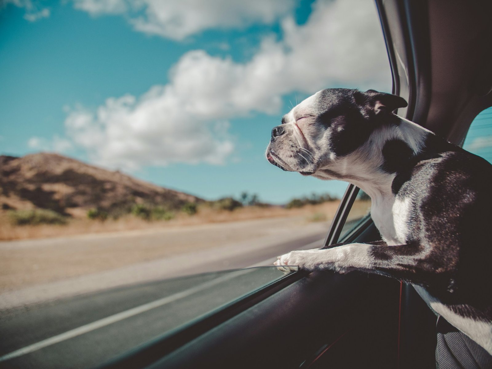 Germany with Your Dog A Guide to Pet-Friendly Travel